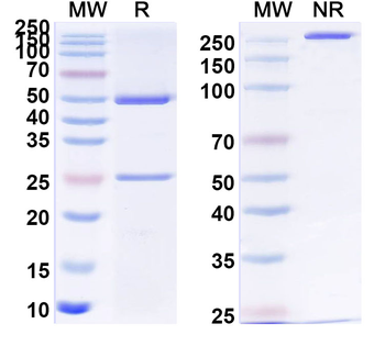 Chinese mitten crab Met Monoclonal Mouse Monoclonal Antibody