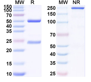 CD31/PECAM1 Monoclonal Mouse Monoclonal Antibody