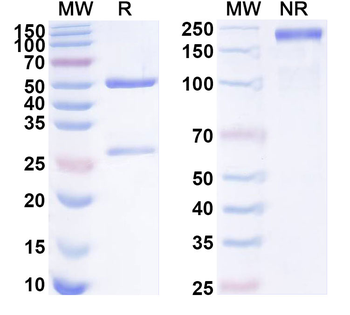 Romiplostim Monoclonal Mouse Monoclonal Antibody