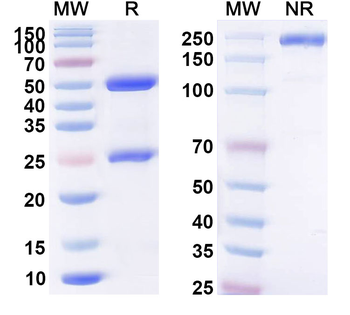 Benzonase Nuclease Monoclonal Mouse Monoclonal Antibody