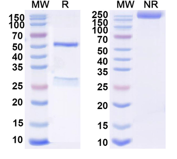 PGF/PlGF/PLGF Monoclonal Mouse Monoclonal Antibody