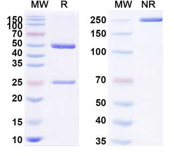 SP10/ACRV1 Monoclonal Mouse Monoclonal Antibody