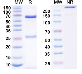 Adiponectin/ADPN Monoclonal Mouse Monoclonal Antibody