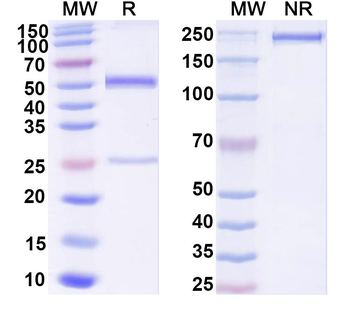 Adiponectin/ADPN Monoclonal Mouse Monoclonal Antibody