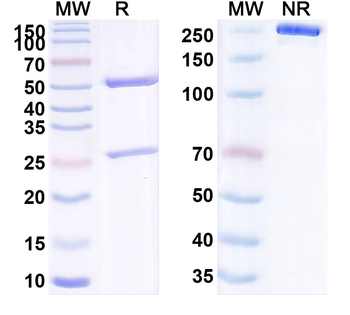 LCN2/NGAL Monoclonal Mouse Monoclonal Antibody