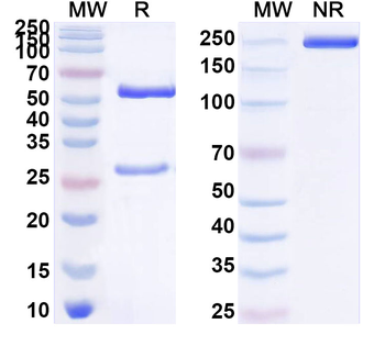 D-Dimer Monoclonal Mouse Monoclonal Antibody