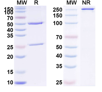 PIVKA-II/DCP Monoclonal Mouse Monoclonal Antibody