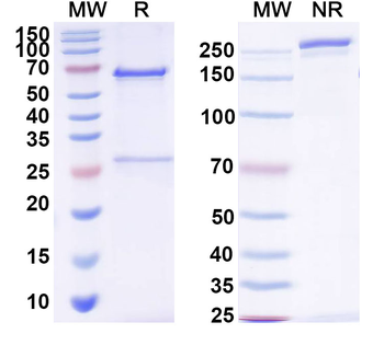 PIVKA-II/DCP Monoclonal Mouse Monoclonal Antibody