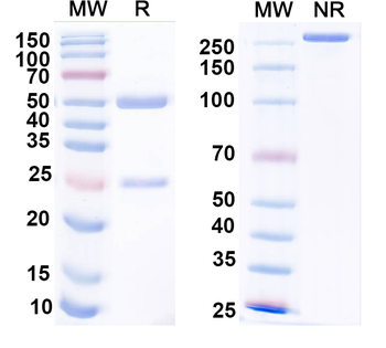 CD66e/CEA/CEACAM5 Monoclonal Mouse Monoclonal Antibody