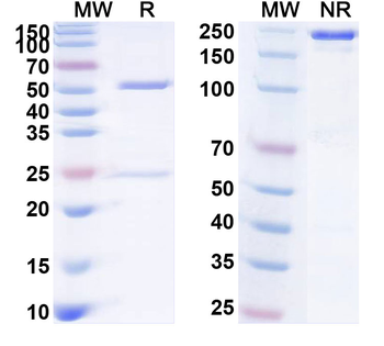 Prepro-Insulin Monoclonal Mouse Monoclonal Antibody