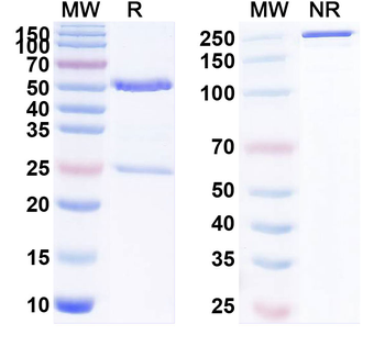 Prepro-Insulin Monoclonal Mouse Monoclonal Antibody
