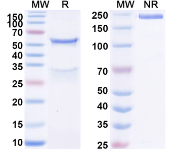 Prepro-Insulin Monoclonal Mouse Monoclonal Antibody