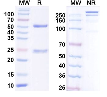 Prepro-Insulin Monoclonal Mouse Monoclonal Antibody