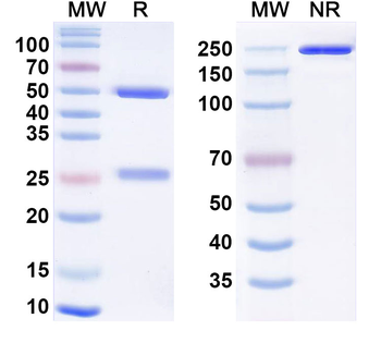 Hendra virus/HeV Glycoprotein G Monoclonal Mouse Monoclonal Antibody
