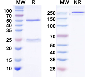 VZV/HHV-3 gE/ORF68 Monoclonal Mouse Monoclonal Antibody