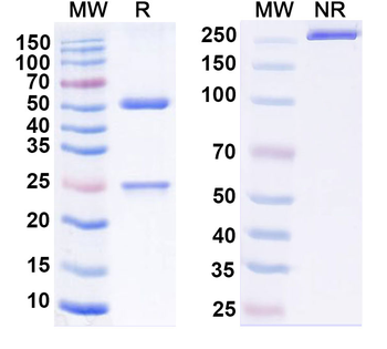 VZV/HHV-3 gE/ORF68 Monoclonal Mouse Monoclonal Antibody