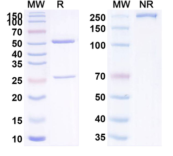 CD38 Monoclonal Mouse Monoclonal Antibody