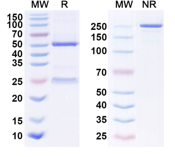CTGF/CCN2 Monoclonal Mouse Monoclonal Antibody