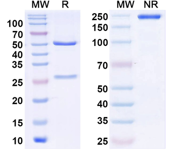 FOLH1/PSMA Monoclonal Mouse Monoclonal Antibody