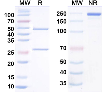 FOLH1/PSMA Monoclonal Mouse Monoclonal Antibody