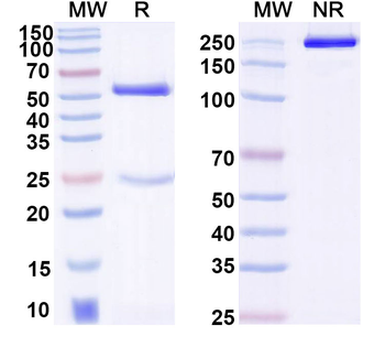 FOLH1/PSMA Monoclonal Mouse Monoclonal Antibody