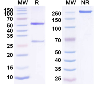SEMA4C Monoclonal Mouse Monoclonal Antibody