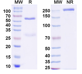 Lambda light chain Monoclonal Mouse Monoclonal Antibody