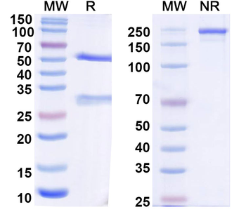 Helicobacter pylori HP_1019/Periplasmic serine endoprotease DegP-like Monoclonal Mouse Monoclonal Antibody