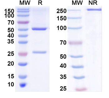CD31/PECAM1 Monoclonal Mouse Monoclonal Antibody