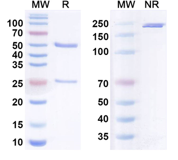 SARS-CoV-2 S2 Protein Monoclonal Mouse Monoclonal Antibody