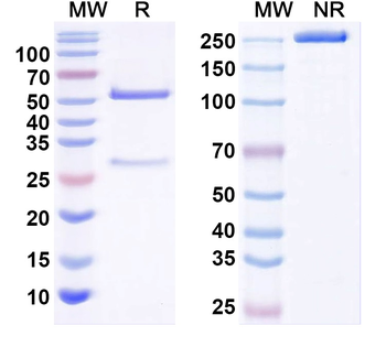 SARS-CoV-2 S2 Protein Monoclonal Mouse Monoclonal Antibody