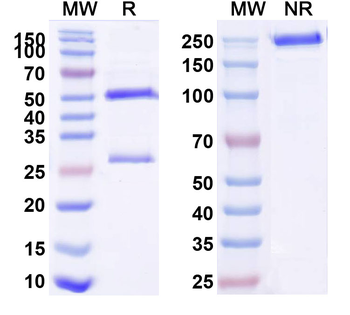 SARS-CoV-2 S Protein Monoclonal Mouse Monoclonal Antibody