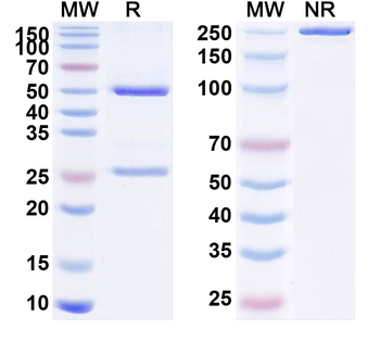 KRT19/CK19 Monoclonal Mouse Monoclonal Antibody