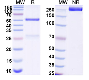 KRT19/CK19 Monoclonal Mouse Monoclonal Antibody