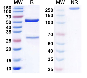 CD14 Monoclonal Mouse Monoclonal Antibody