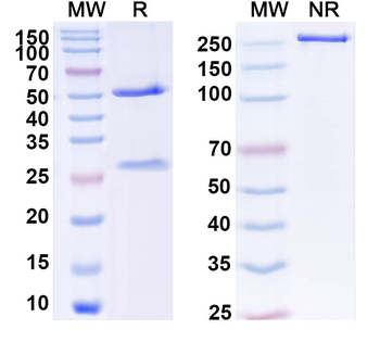 CD3E Monoclonal Mouse Monoclonal Antibody