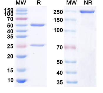 PADI4 Monoclonal Mouse Monoclonal Antibody