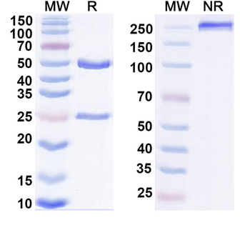 PADI2 Monoclonal Mouse Monoclonal Antibody