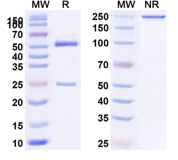 Eimeria tenella Membrane-associated calcum-binding protein Monoclonal Mouse Monoclonal Antibody