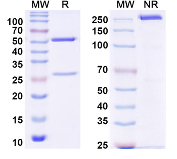 EHF/ESE-3 Monoclonal Mouse Monoclonal Antibody