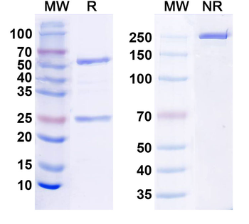 KLB/Beta-klotho Monoclonal Mouse Monoclonal Antibody