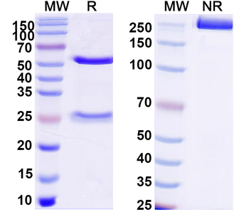 RAD23B/HR23B Monoclonal Mouse Monoclonal Antibody