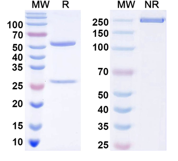 MYOM3/Myomesin-3 Monoclonal Mouse Monoclonal Antibody