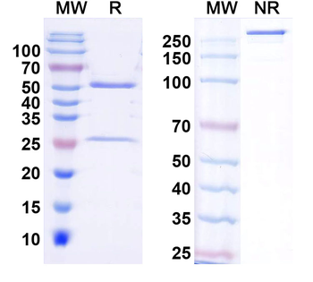 Hydra vulgaris Transcription Factor Sp5-like Monoclonal Mouse Monoclonal Antibody