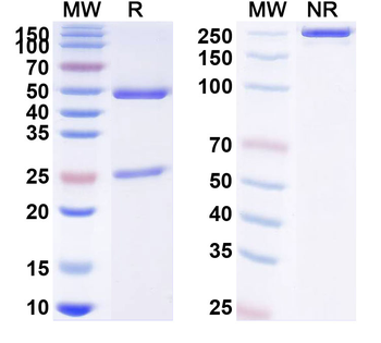 MOSPD2 Monoclonal Mouse Monoclonal Antibody