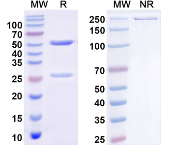 CD279/PDCD1/PD1 Monoclonal Mouse Monoclonal Antibody