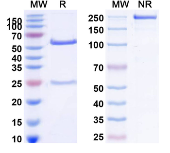 FLT1 Monoclonal Mouse Monoclonal Antibody