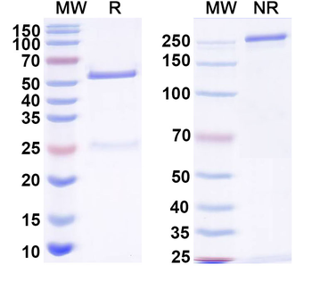 FLT1 Monoclonal Mouse Monoclonal Antibody