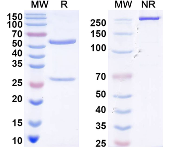 IGFBP1 Monoclonal Mouse Monoclonal Antibody