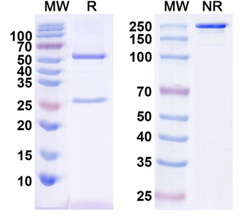 IL6 Monoclonal Mouse Monoclonal Antibody